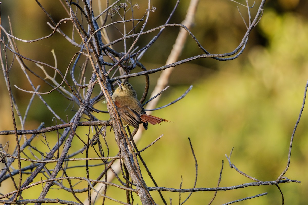 Olive Spinetail - ML620867750