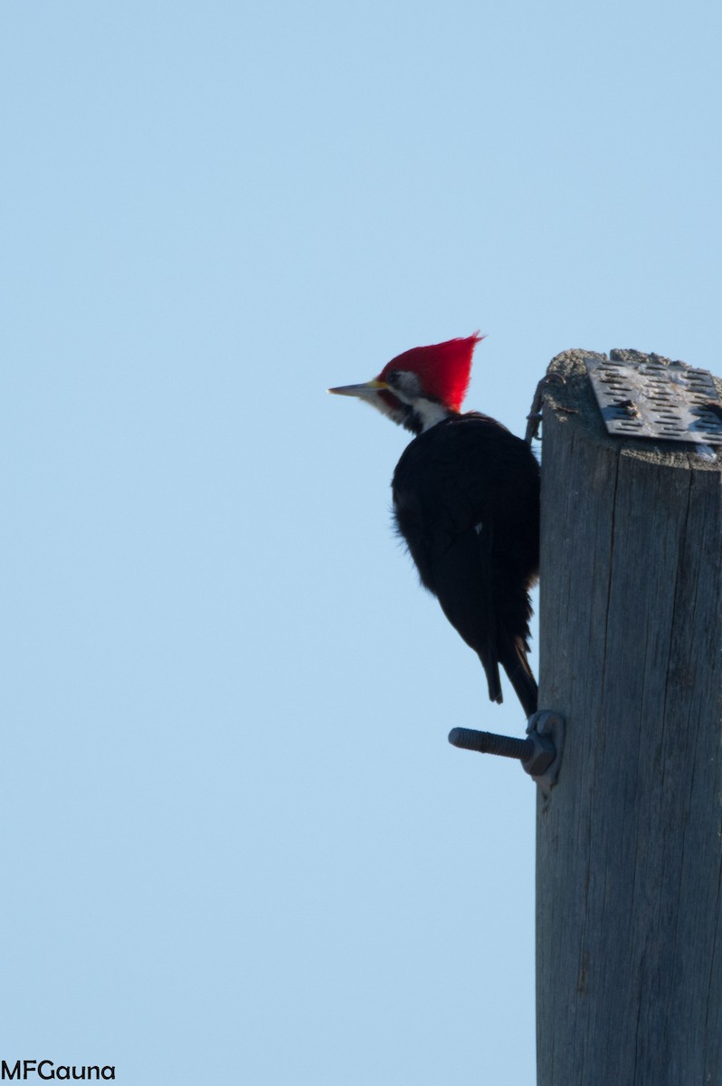 Black-bodied Woodpecker - ML620867758