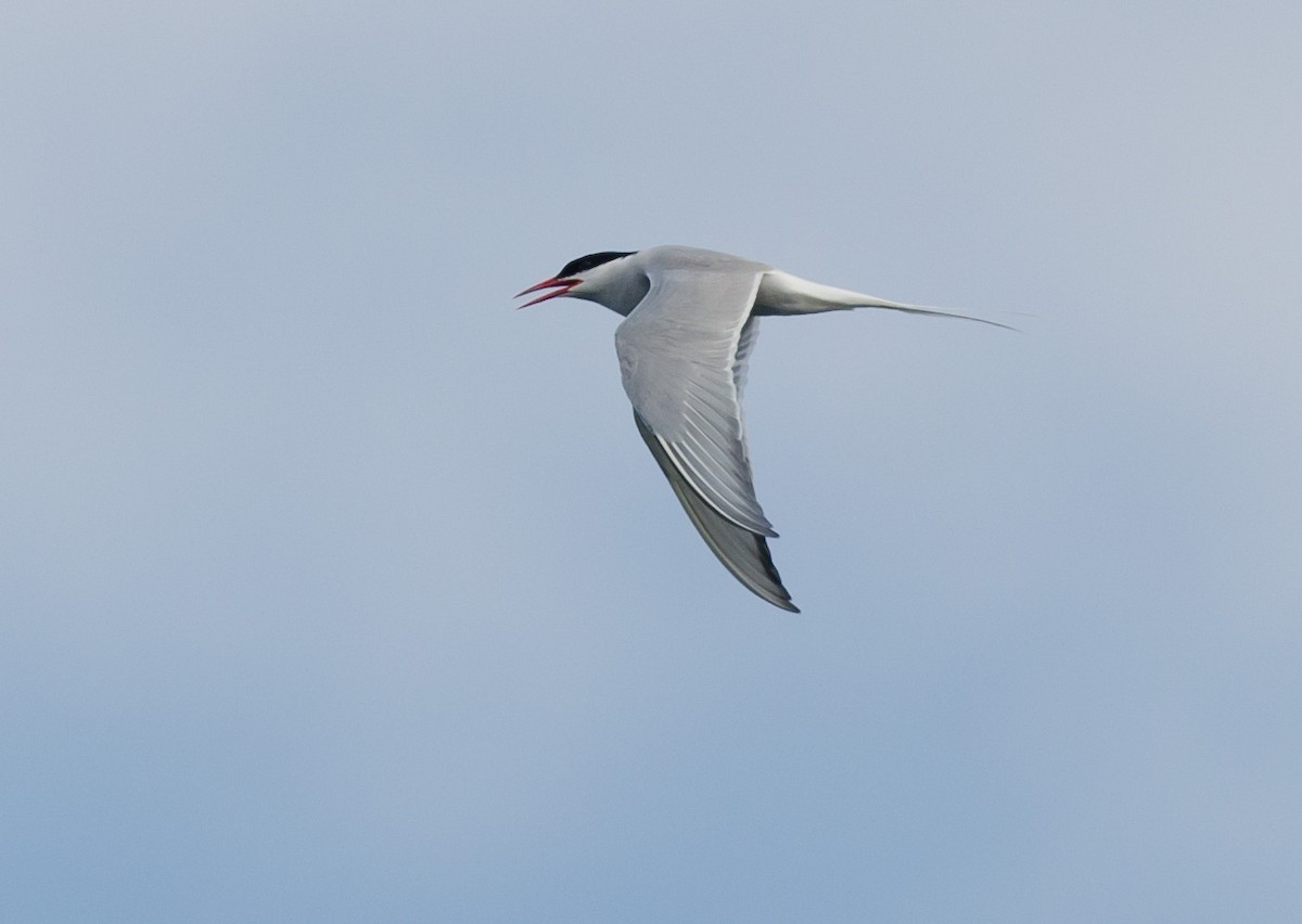 Arctic Tern - ML620867759