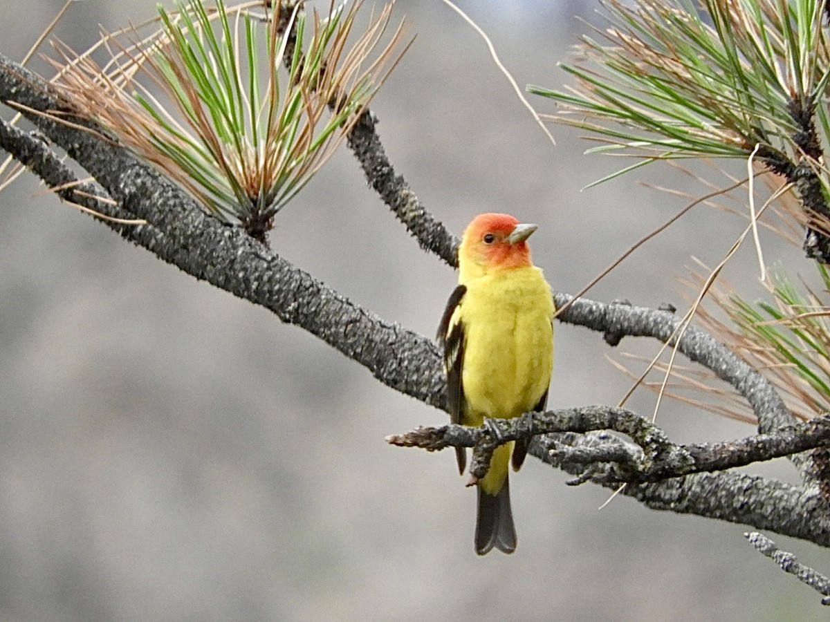 Western Tanager - ML620867760