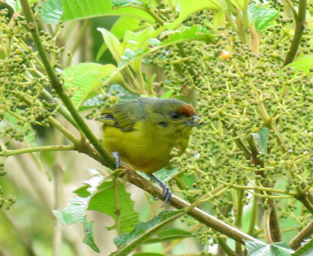 Fulvous-vented Euphonia - ML620867770