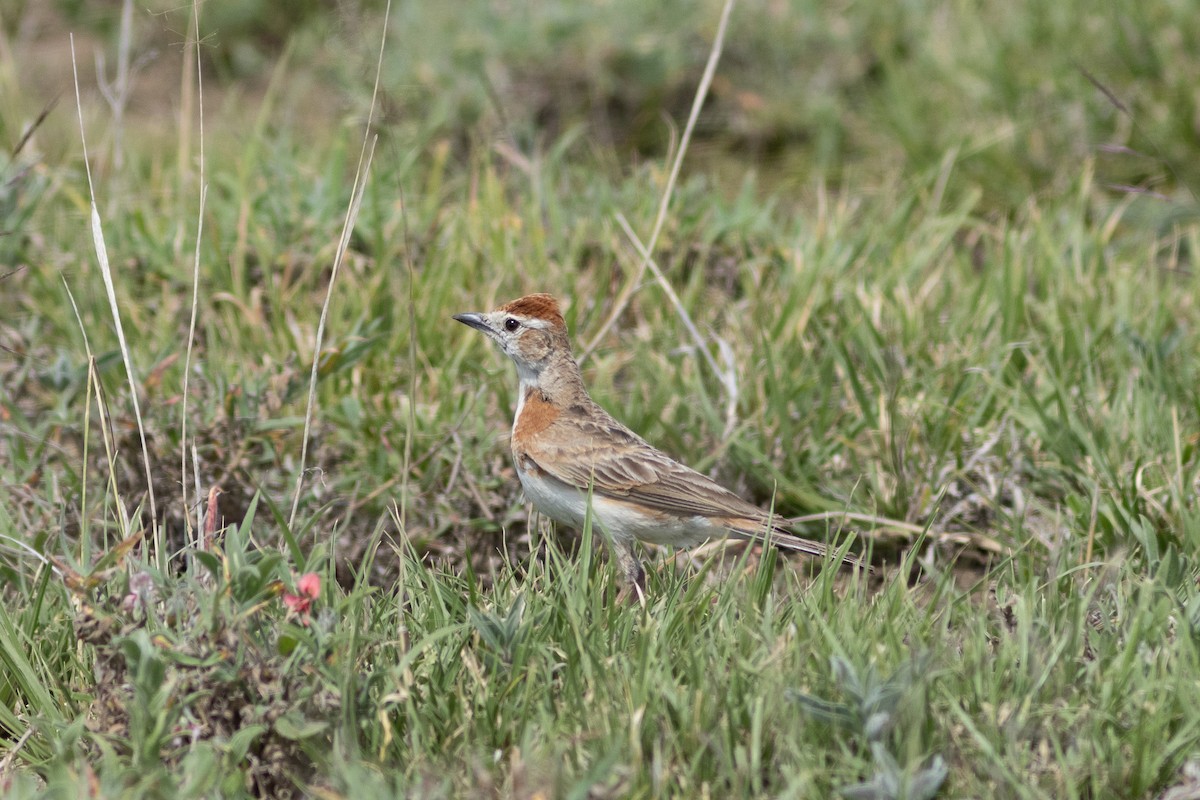 Red-capped Lark - ML620867776