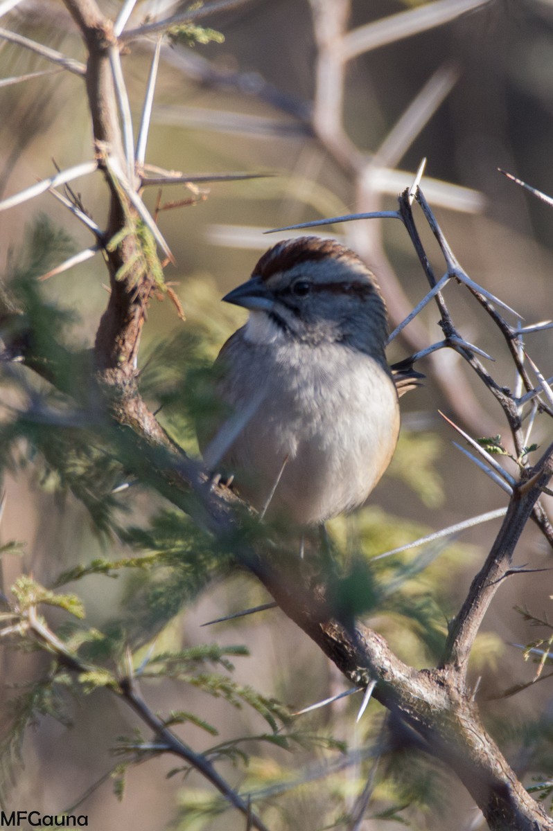 Chaco Sparrow - ML620867782