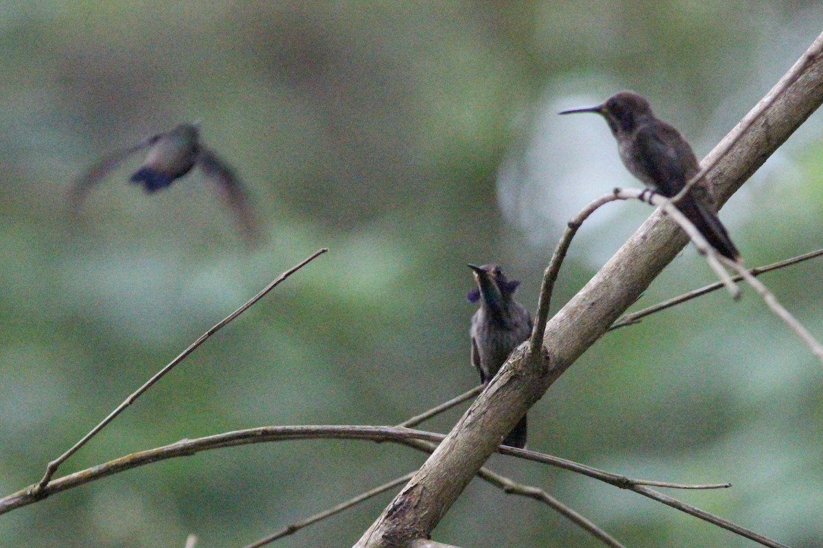 Brown Violetear - Yaudimar Bermúdez