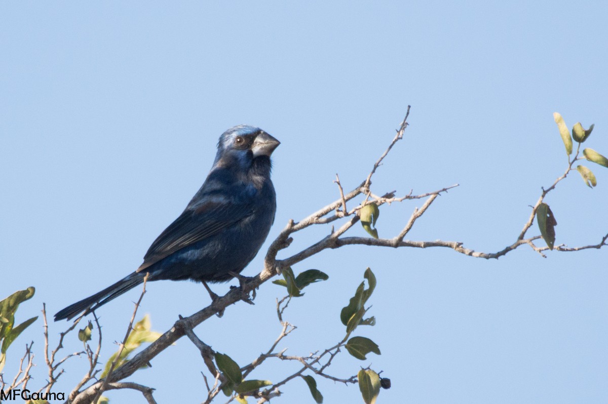 Ultramarine Grosbeak - ML620867793