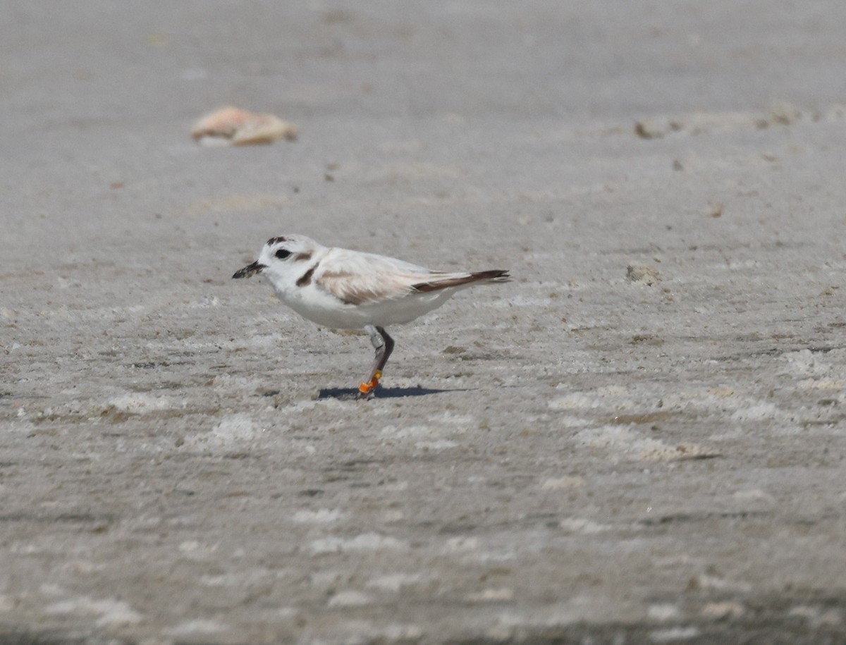 Snowy Plover - ML620867798