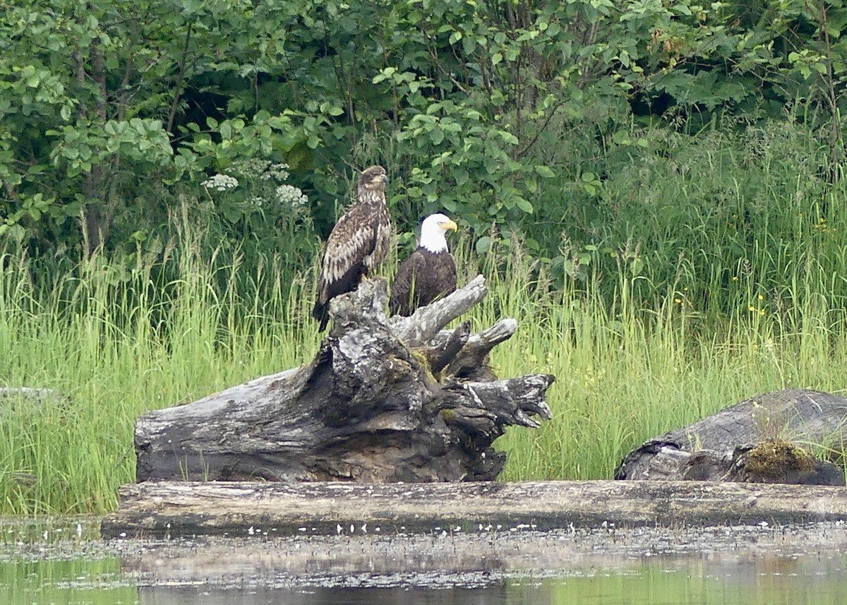 Weißkopf-Seeadler - ML620867809