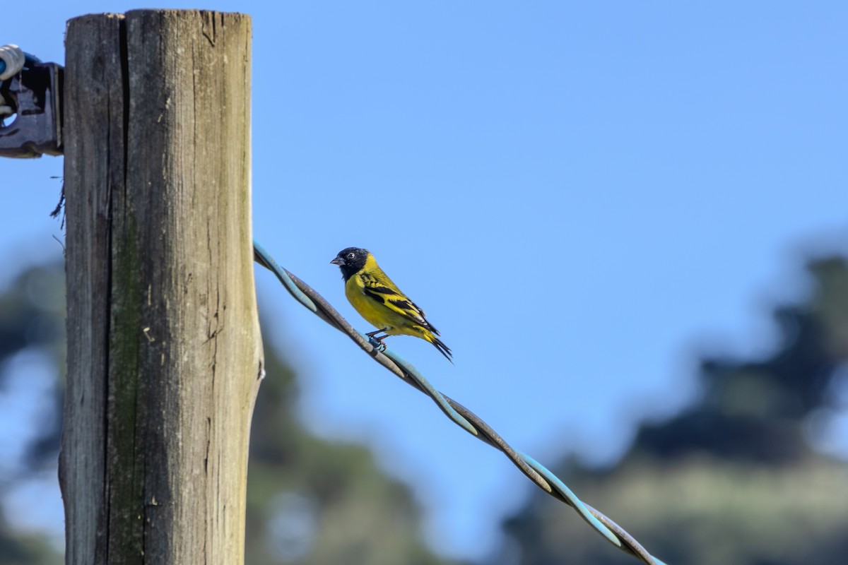 Hooded Siskin - ML620867813