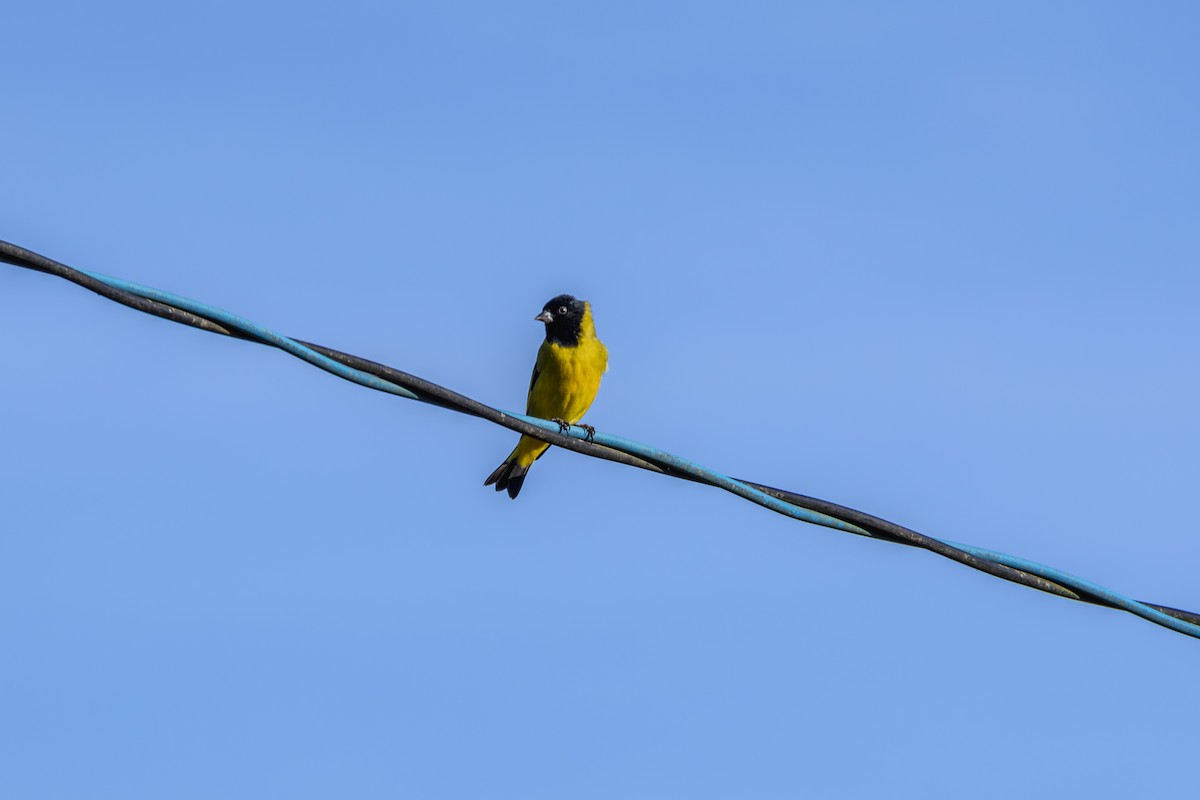 Hooded Siskin - ML620867814