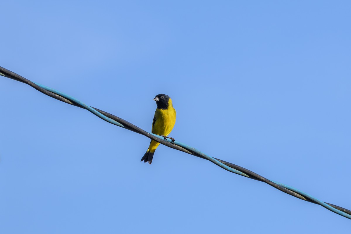 Hooded Siskin - ML620867815