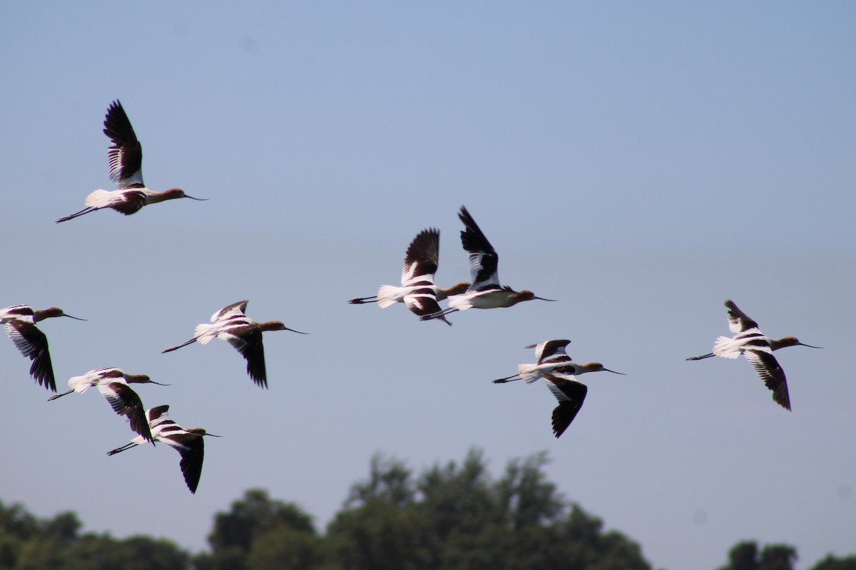 Avoceta Americana - ML620867817