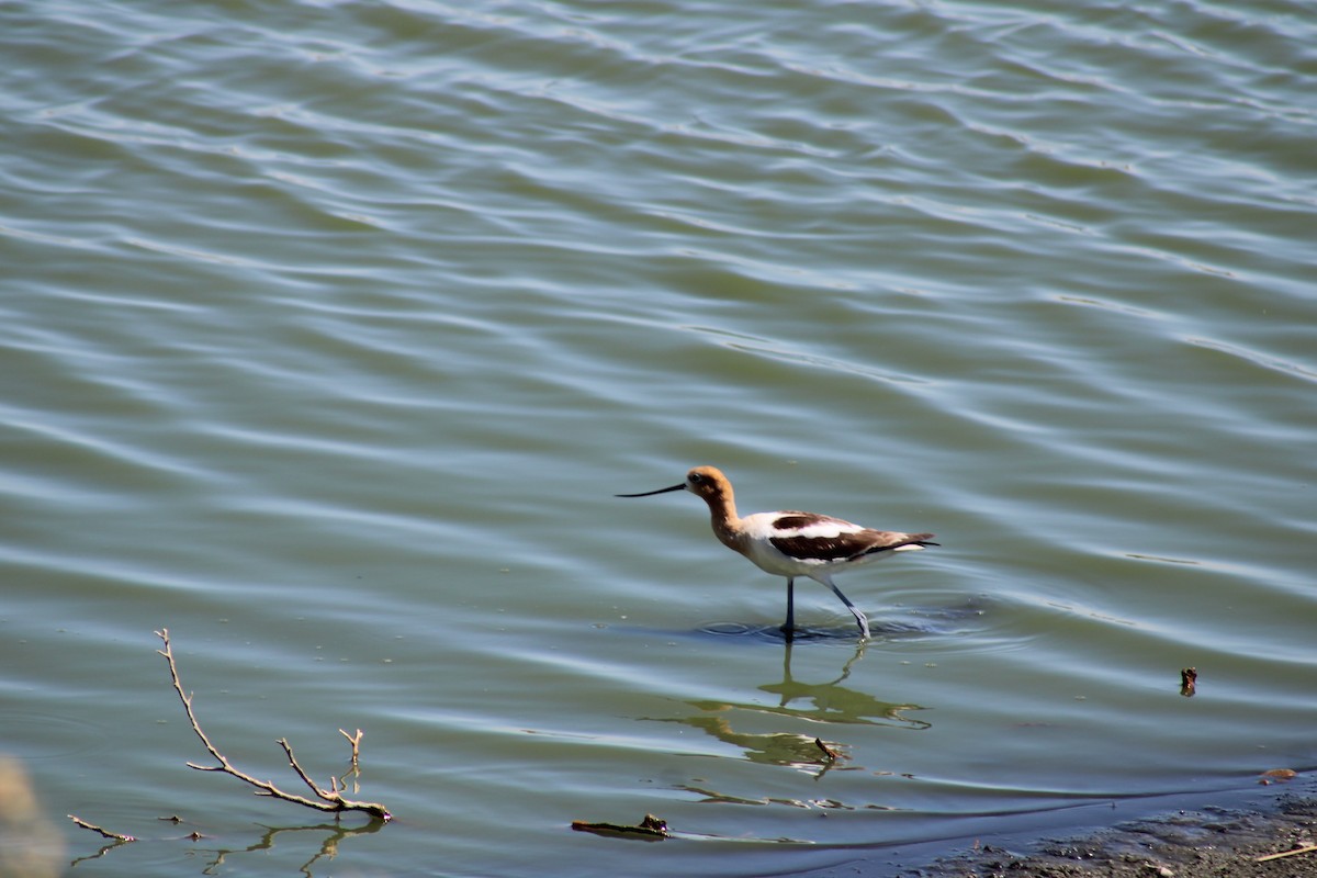 Avoceta Americana - ML620867828