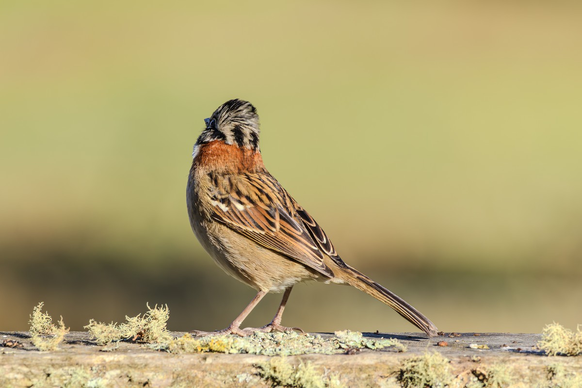 Rufous-collared Sparrow - ML620867831