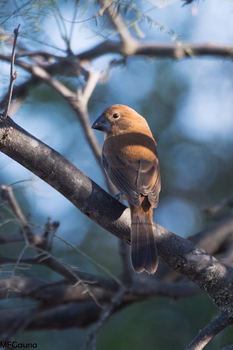 Ultramarine Grosbeak - Maria Fernanda Gauna