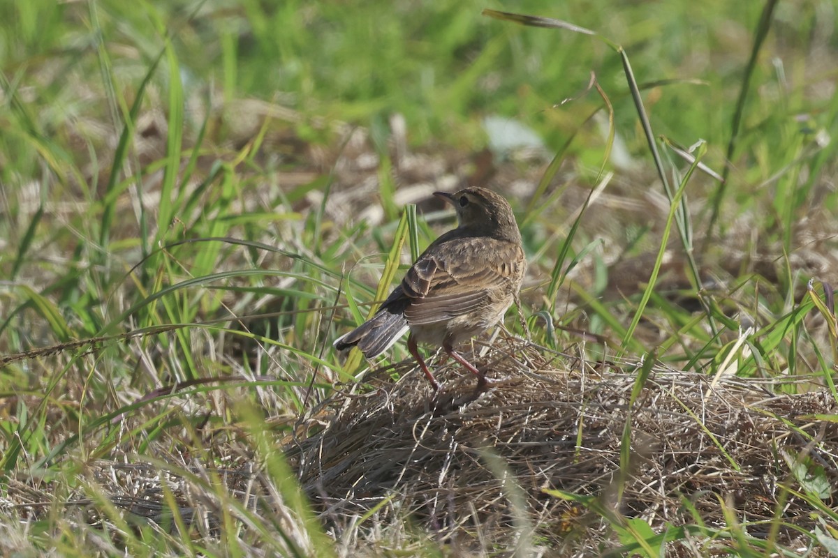 Australian Pipit - Dennis Devers