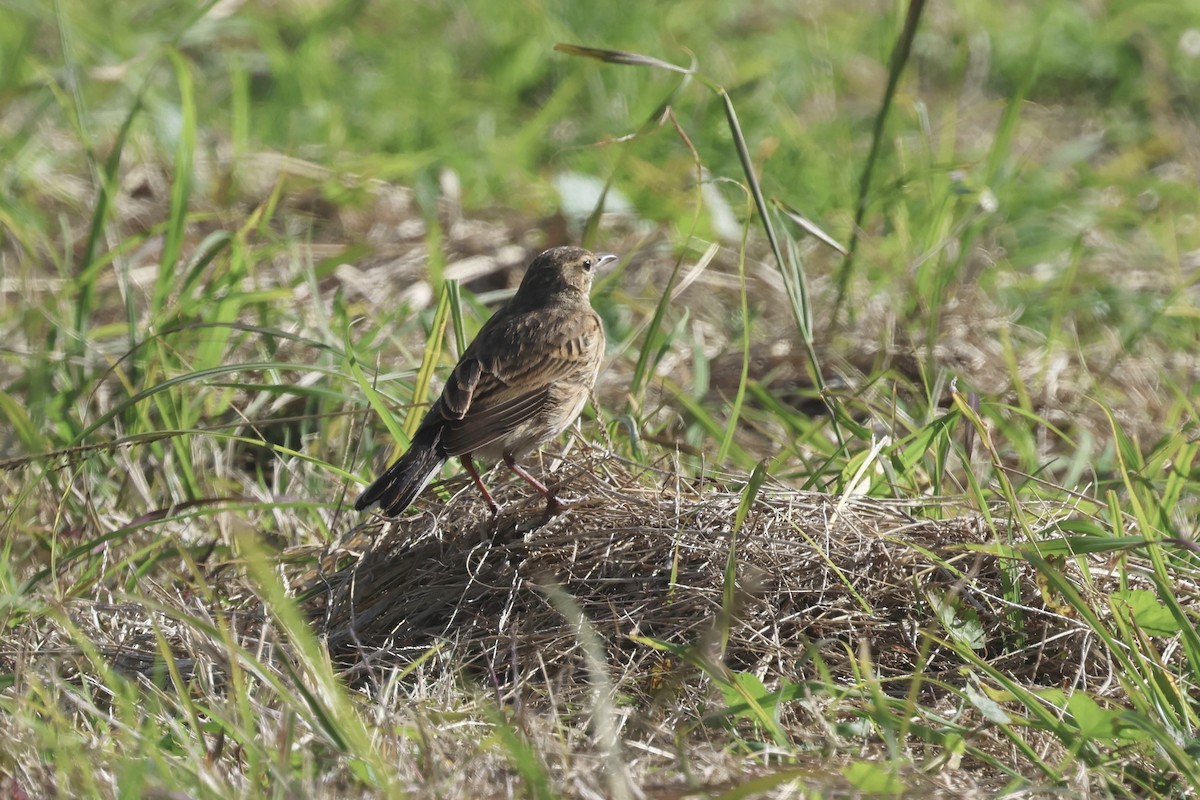 Pipit d'Australie - ML620867849