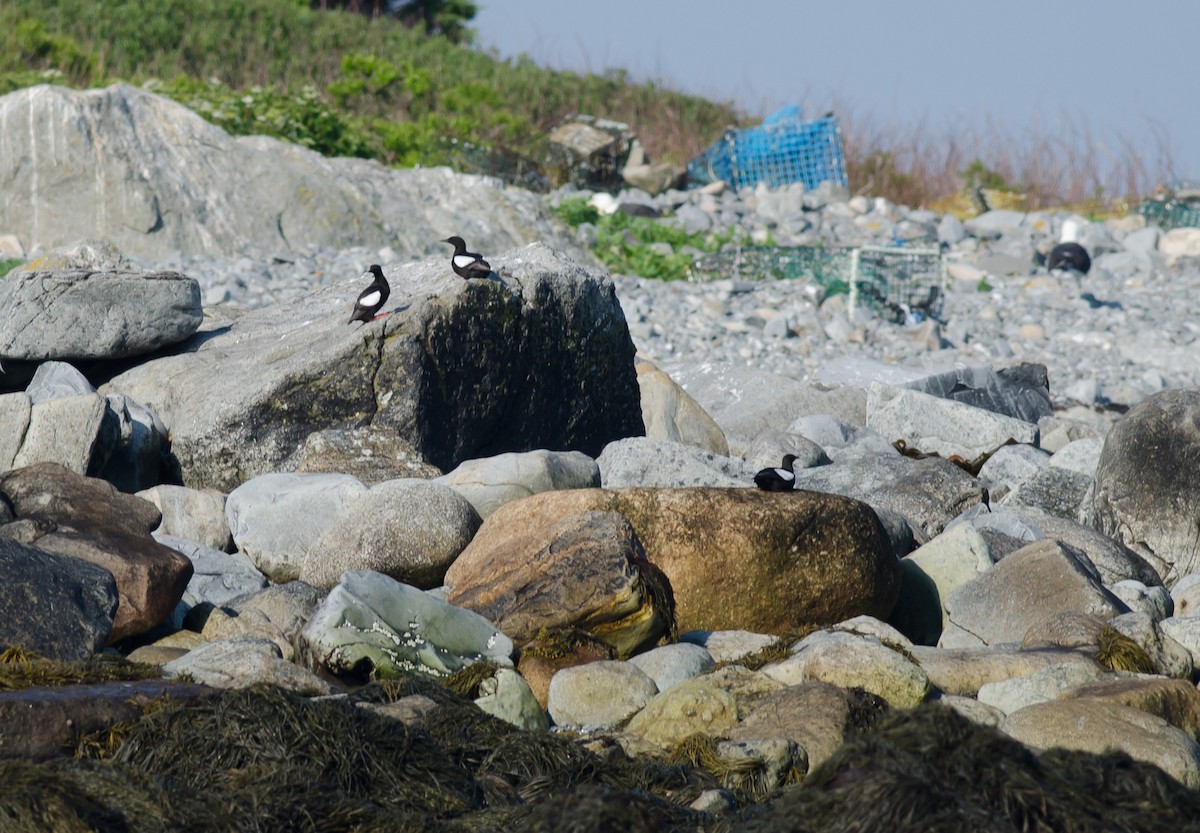 Black Guillemot - ML620867852