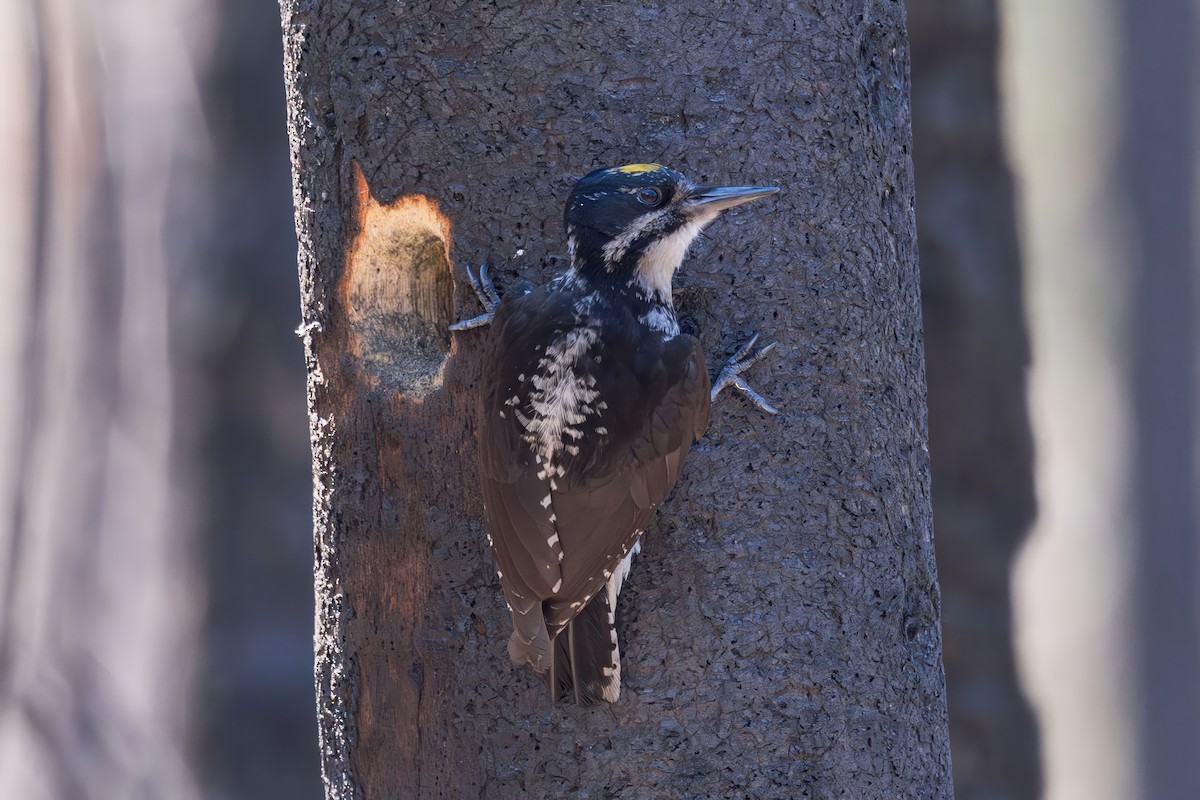 American Three-toed Woodpecker - ML620867875