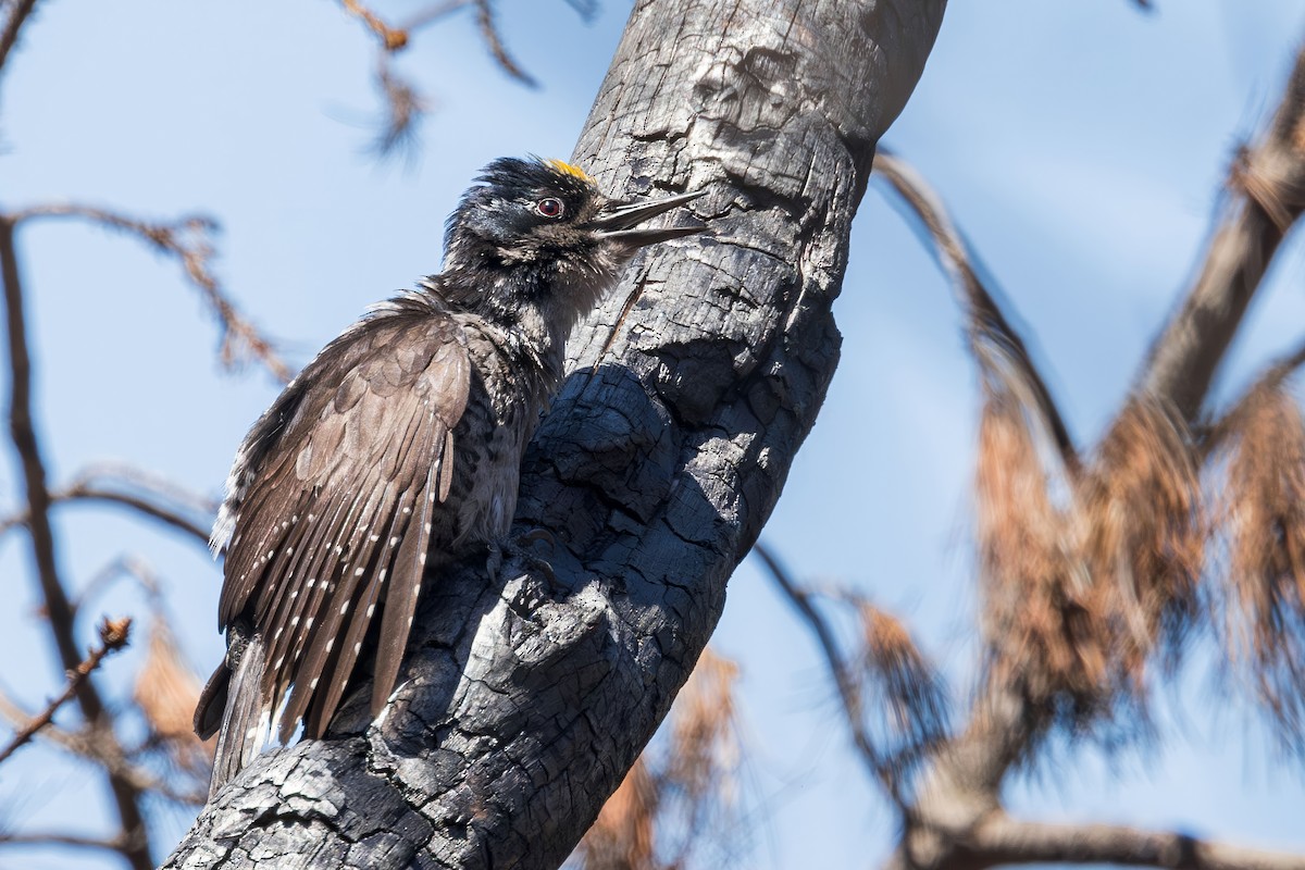 American Three-toed Woodpecker - ML620867882