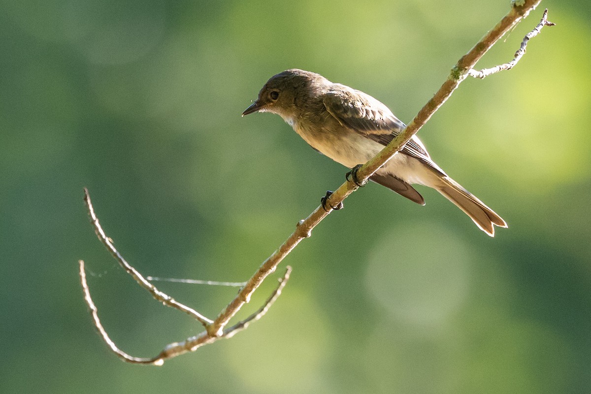 Eastern Phoebe - ML620867885