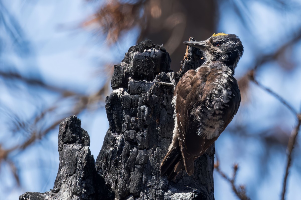 American Three-toed Woodpecker - ML620867890