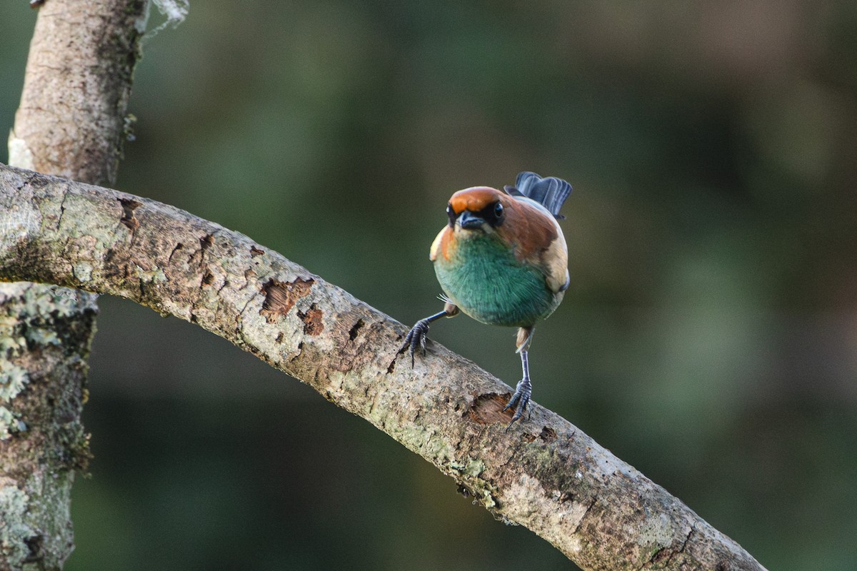 Chestnut-backed Tanager - Guto Magalhães
