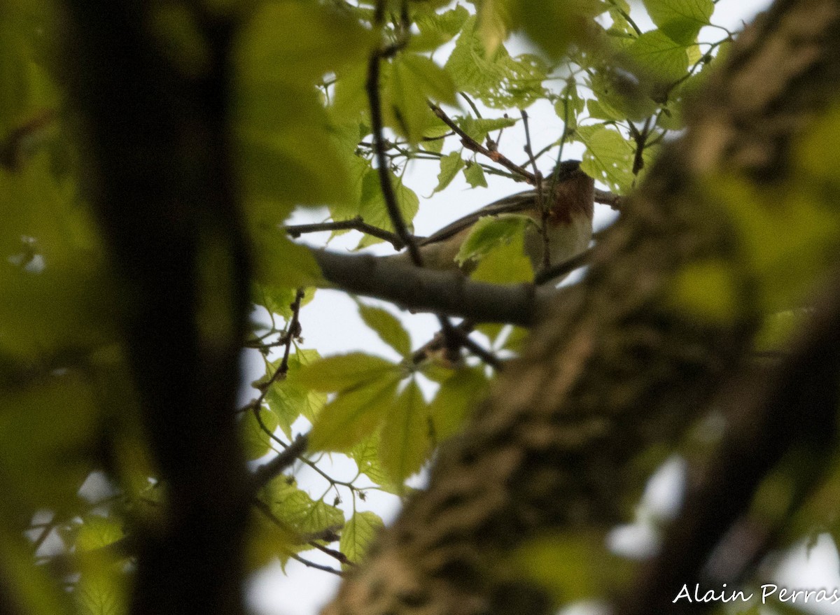 Bay-breasted Warbler - ML620867904