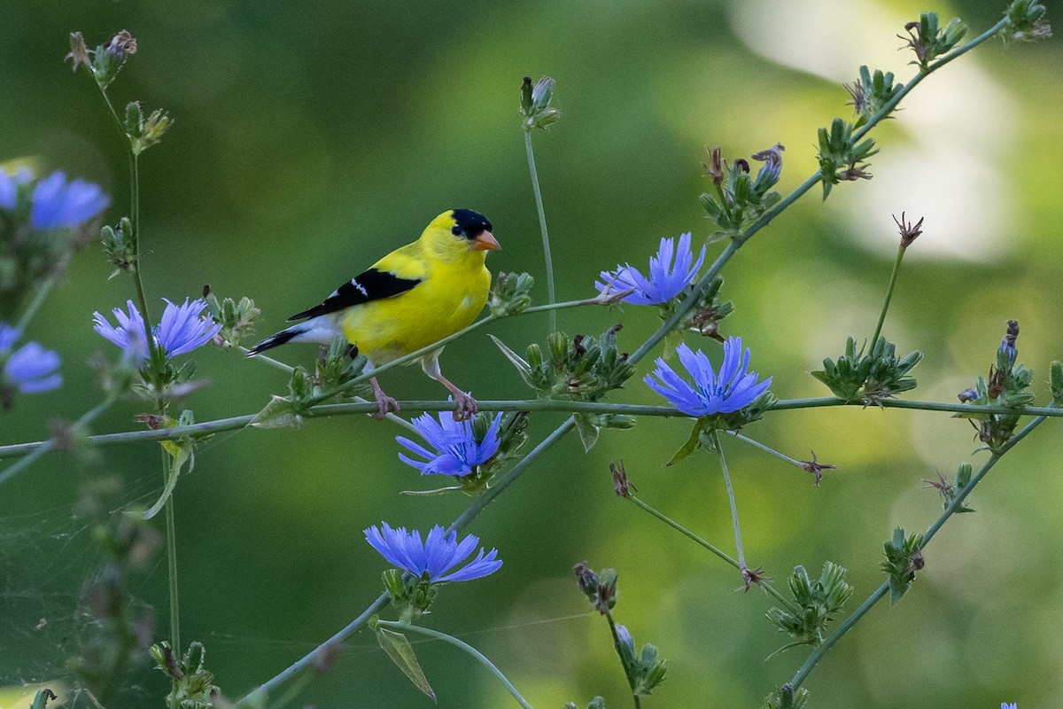 American Goldfinch - Steve Metchis