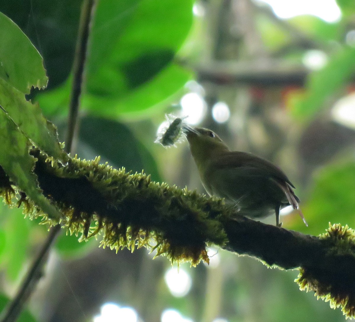 Russet Antshrike - ML620867913