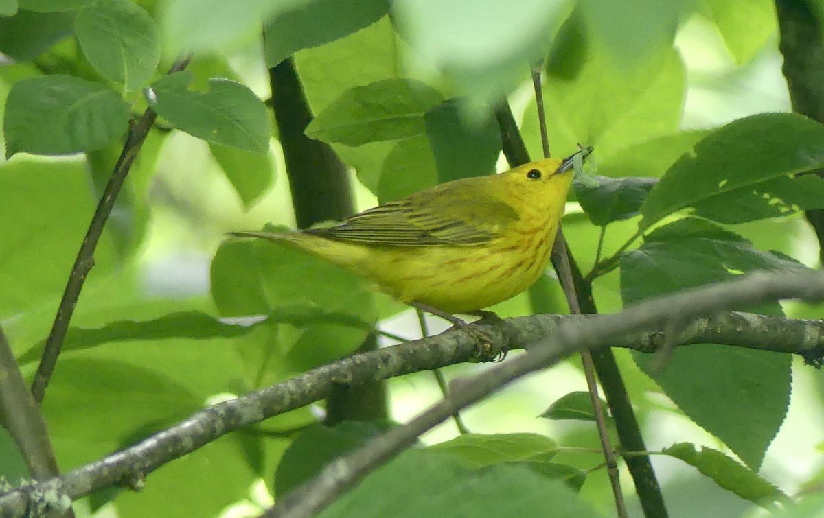 Yellow Warbler - ML620867917