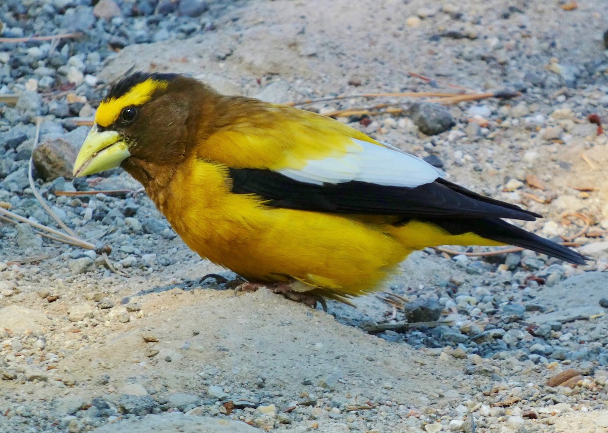 Evening Grosbeak - ML620867926