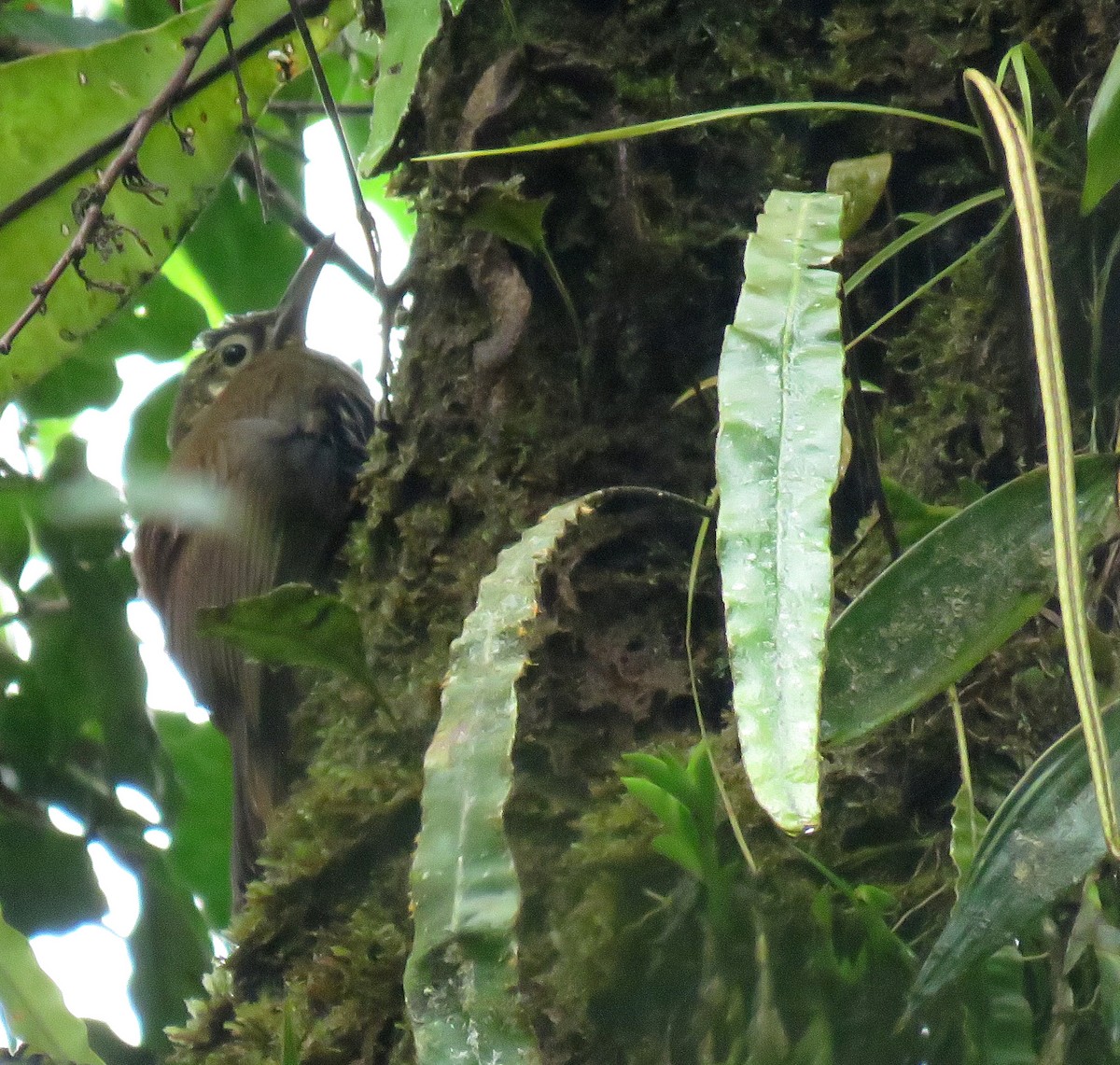 Spotted Woodcreeper - ML620867938