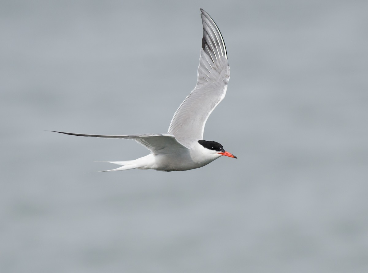 Common Tern - Alix d'Entremont