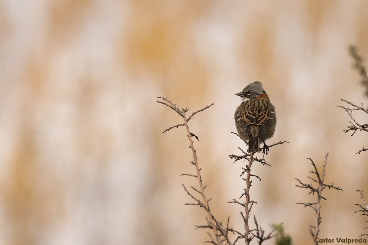 Rufous-collared Sparrow - ML620867950