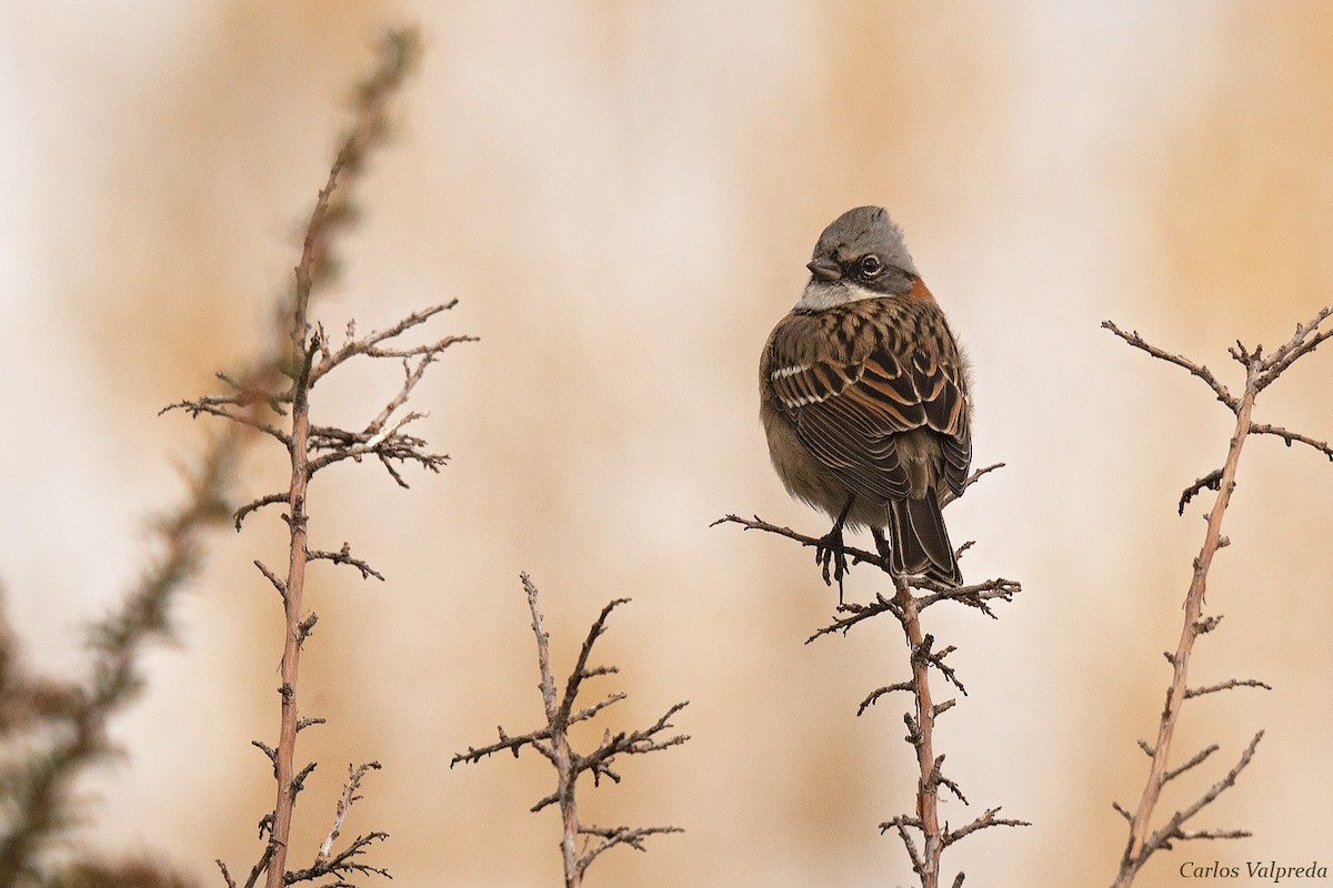 Rufous-collared Sparrow - ML620867960