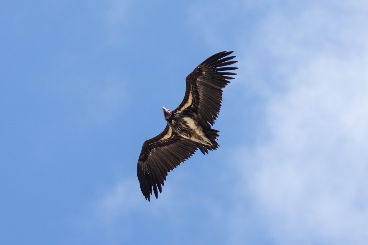Lappet-faced Vulture - ML620867988