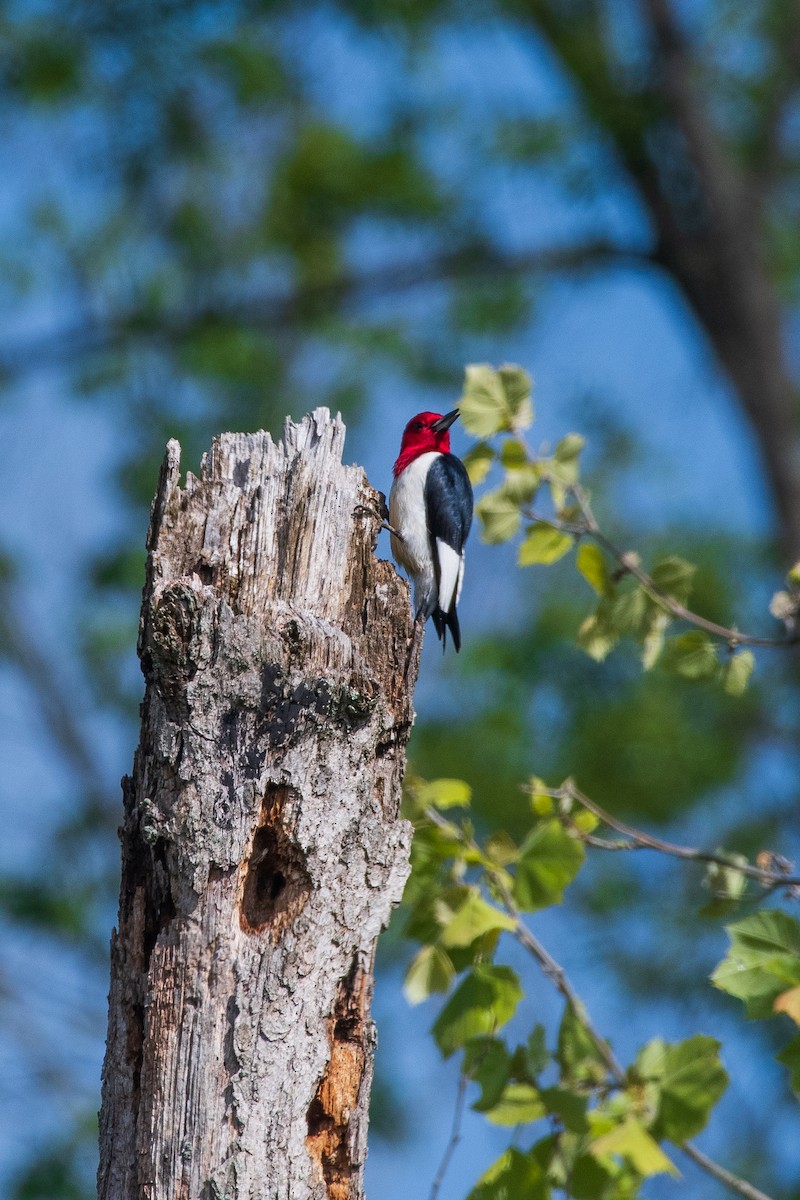 Red-headed Woodpecker - ML620867989