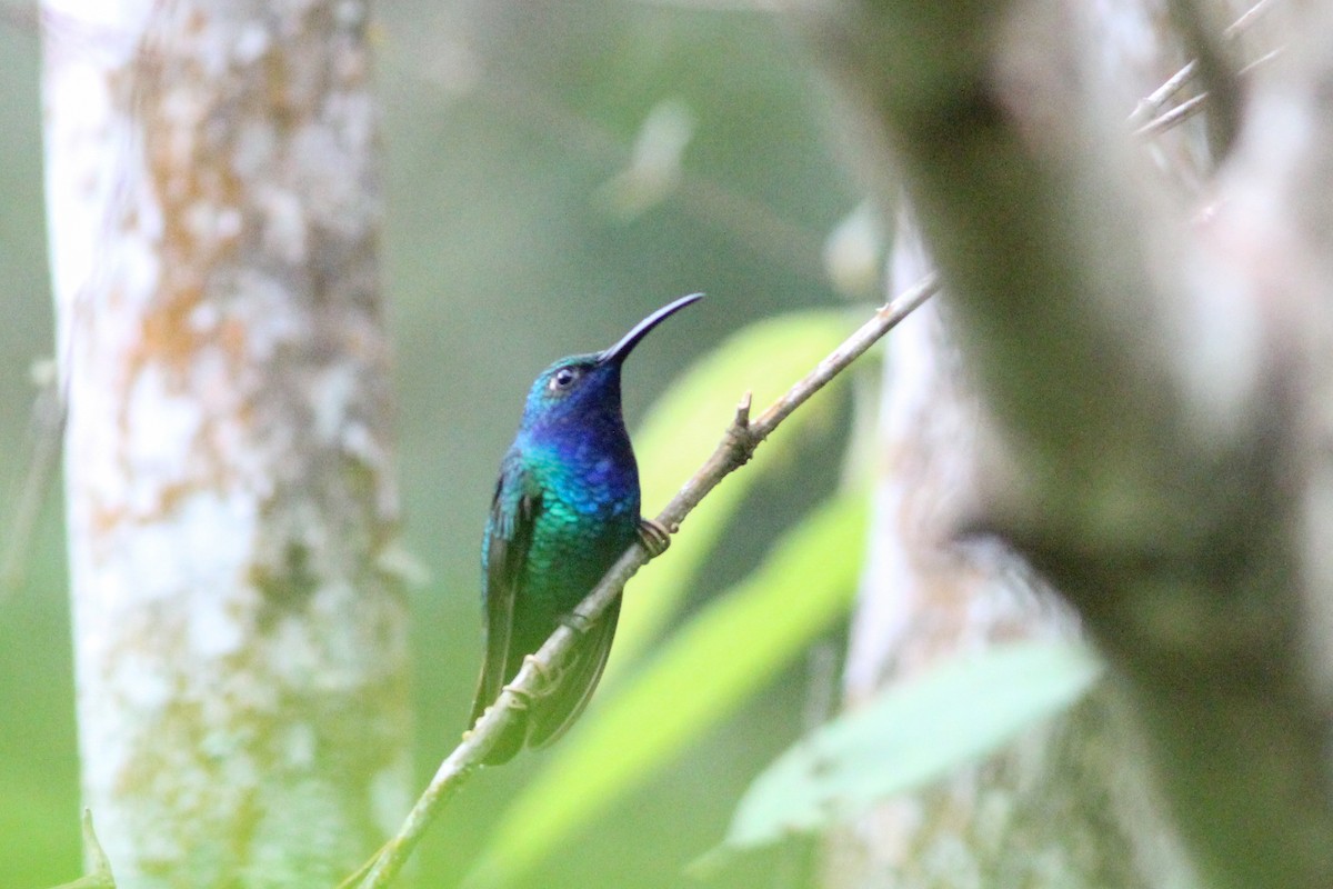 Colibrí Lazulita - ML620868046