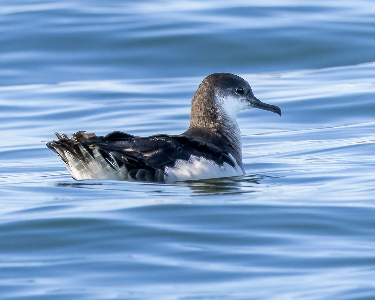 Manx Shearwater - ML620868055