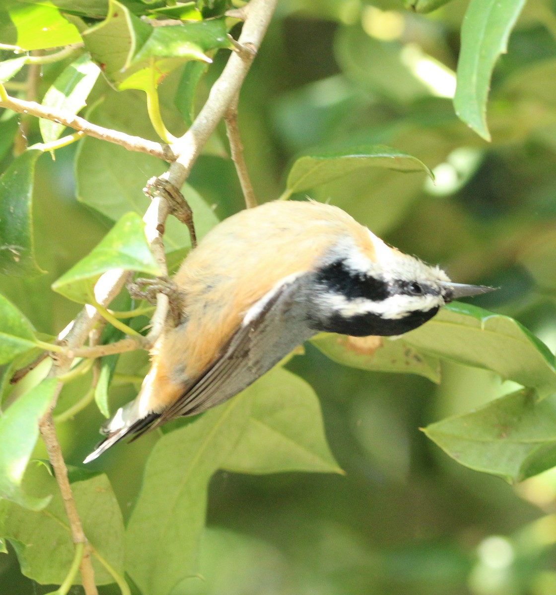 Red-breasted Nuthatch - ML620868057