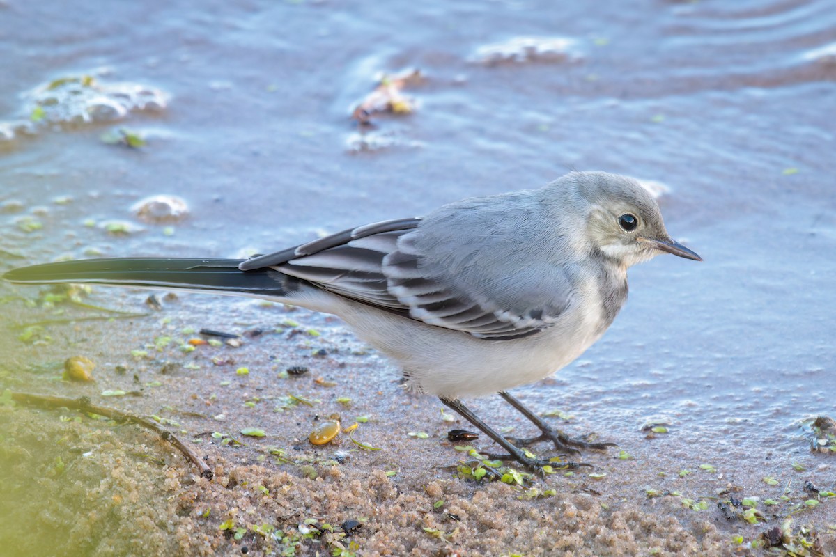 White Wagtail - ML620868059