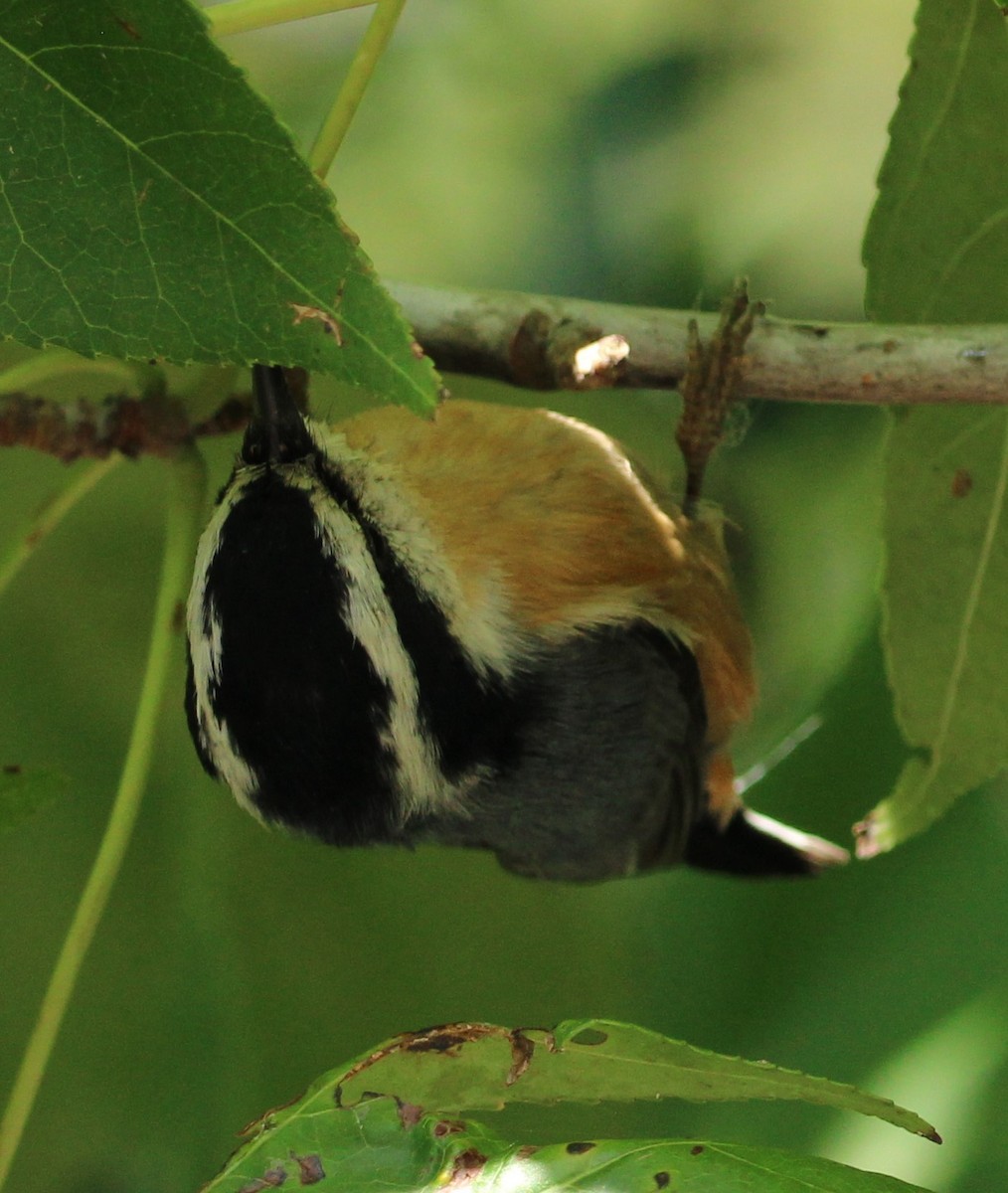 Red-breasted Nuthatch - ML620868061