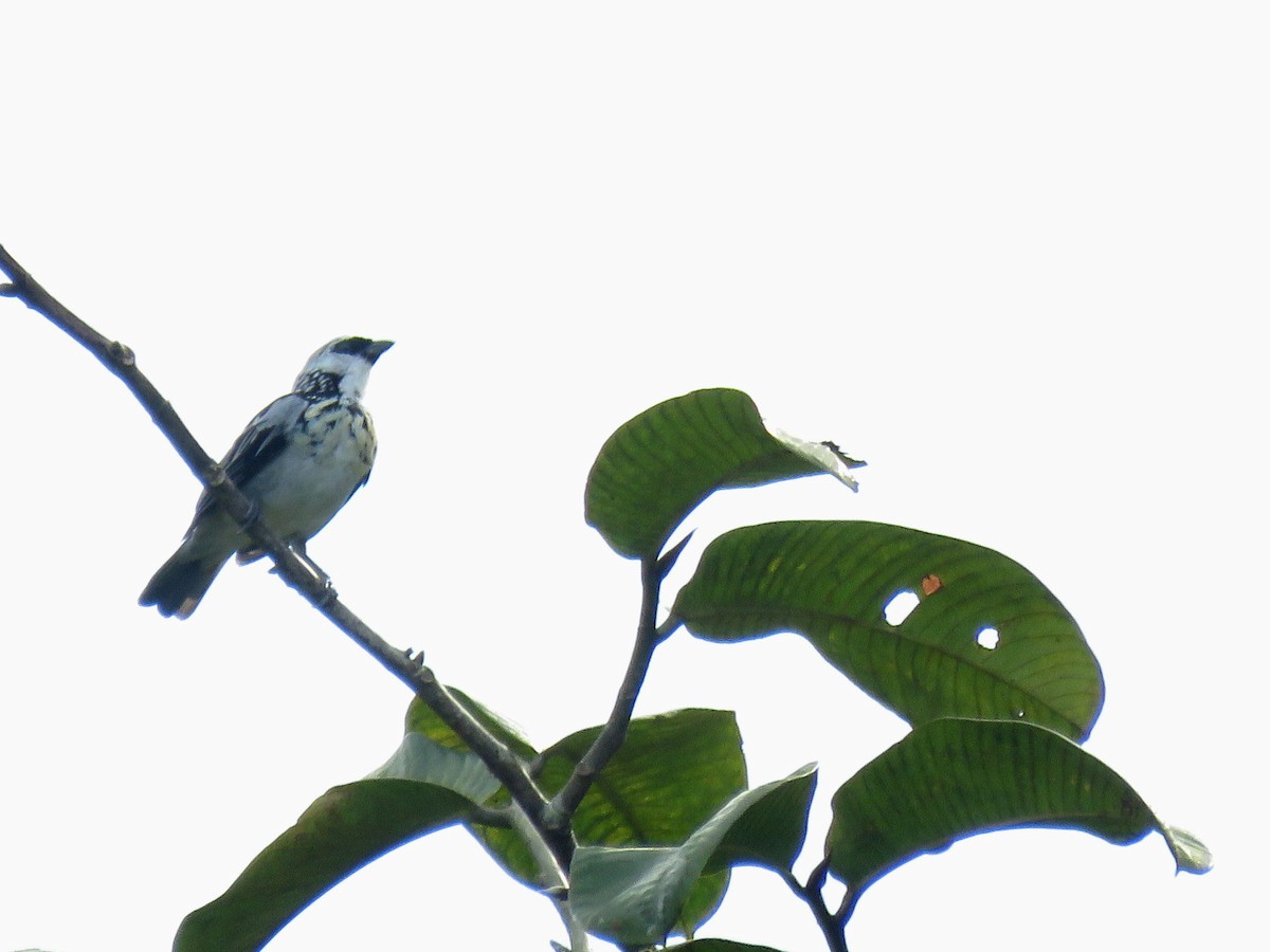 Gray-and-gold Tanager - ML620868071
