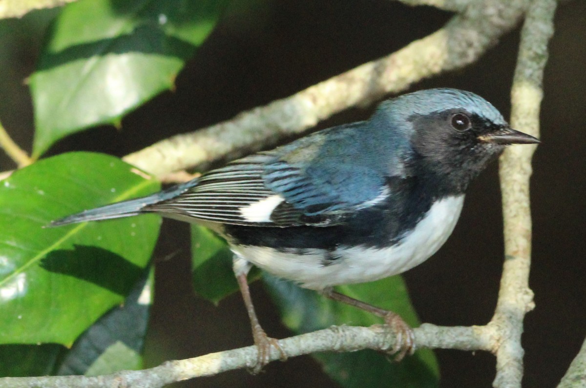Black-throated Blue Warbler - ML620868076