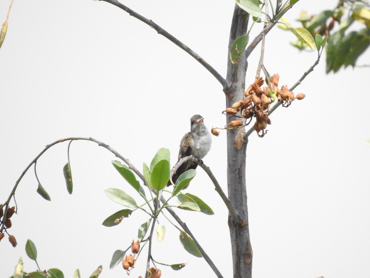 Violet-crowned Hummingbird - ML620868080