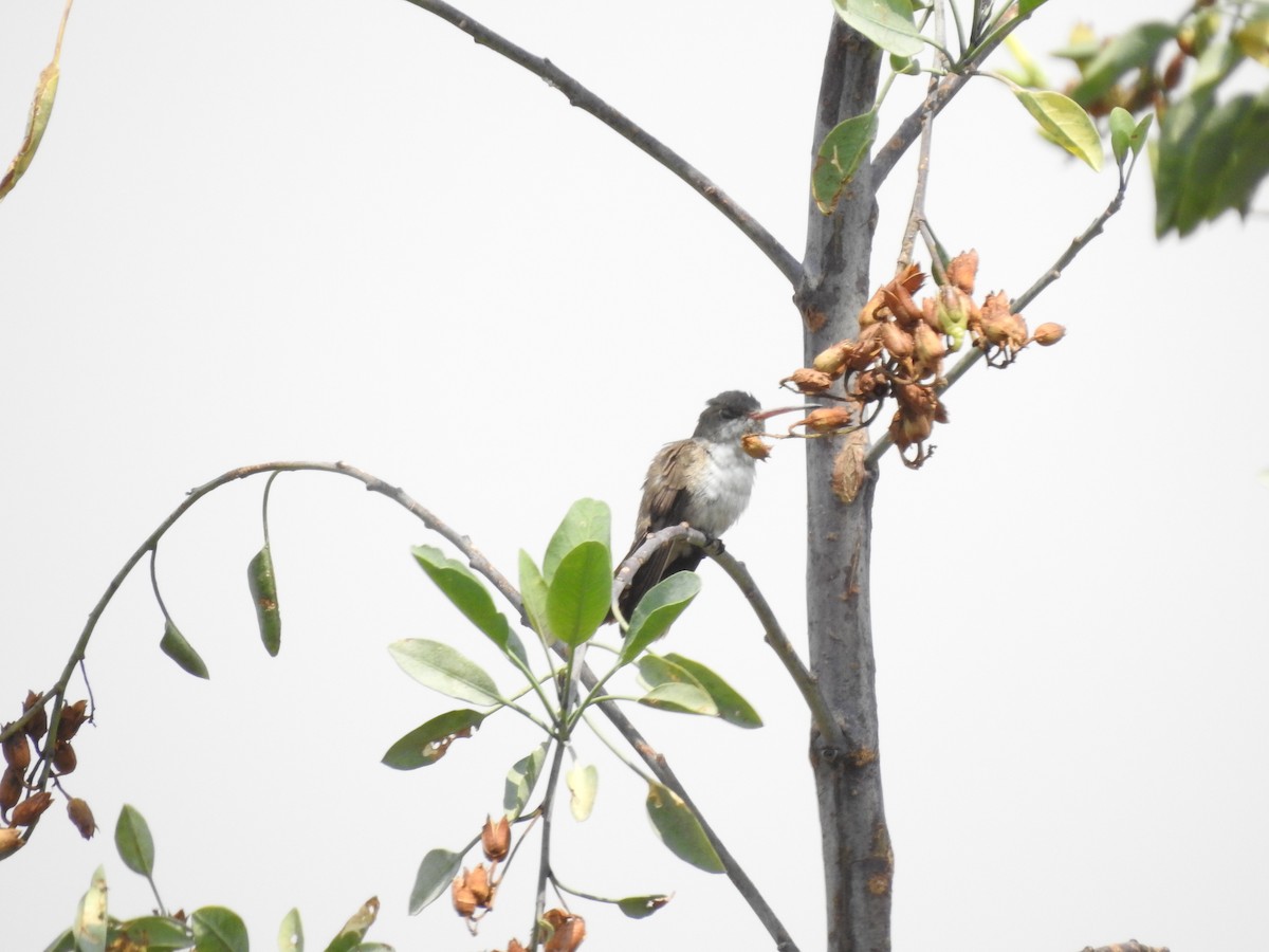 Violet-crowned Hummingbird - ML620868081