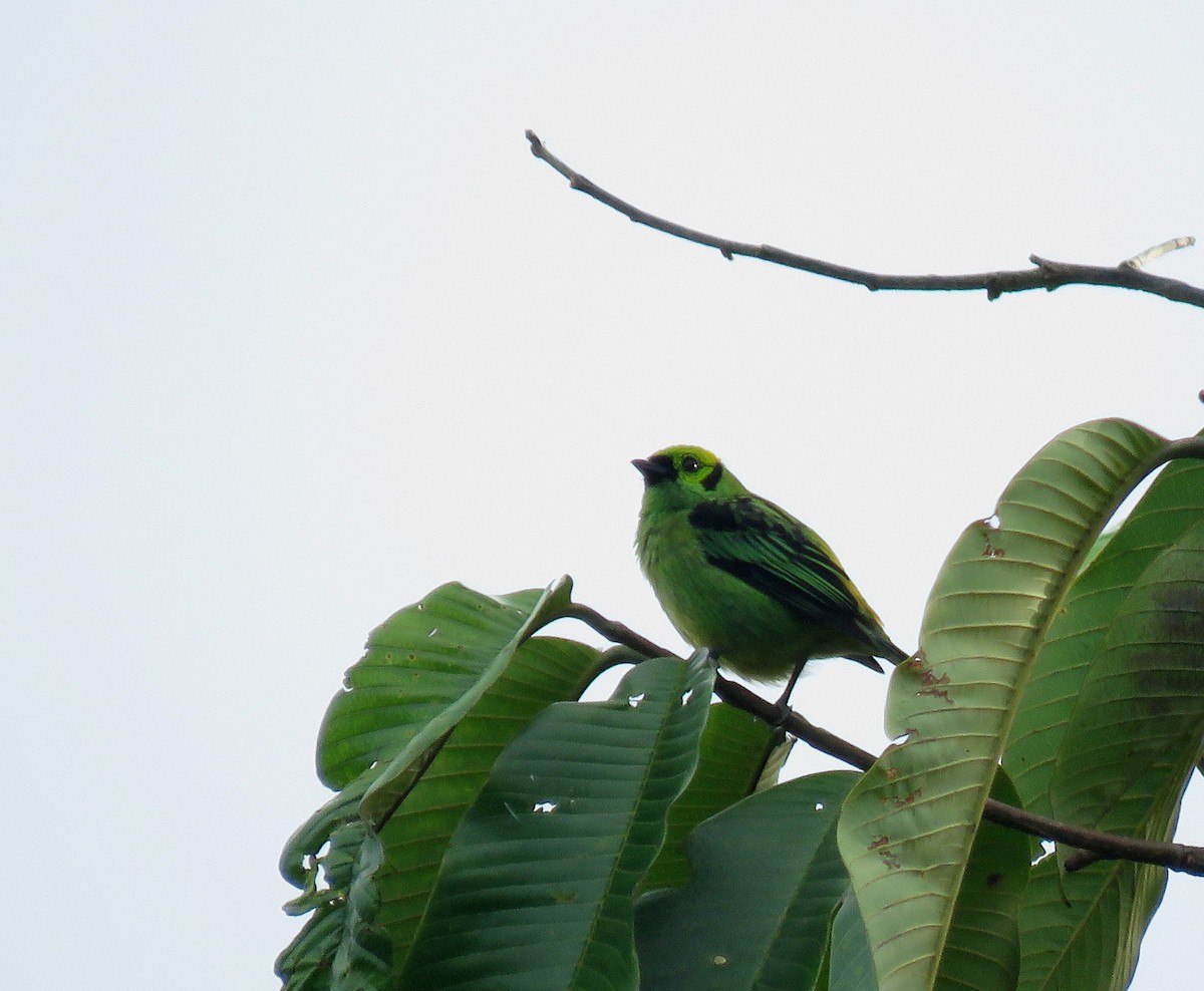 Emerald Tanager - ML620868084
