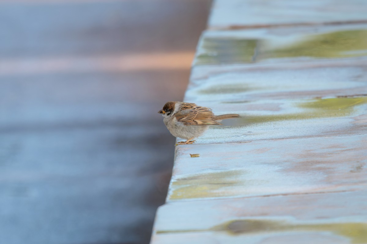 Eurasian Tree Sparrow - ML620868087
