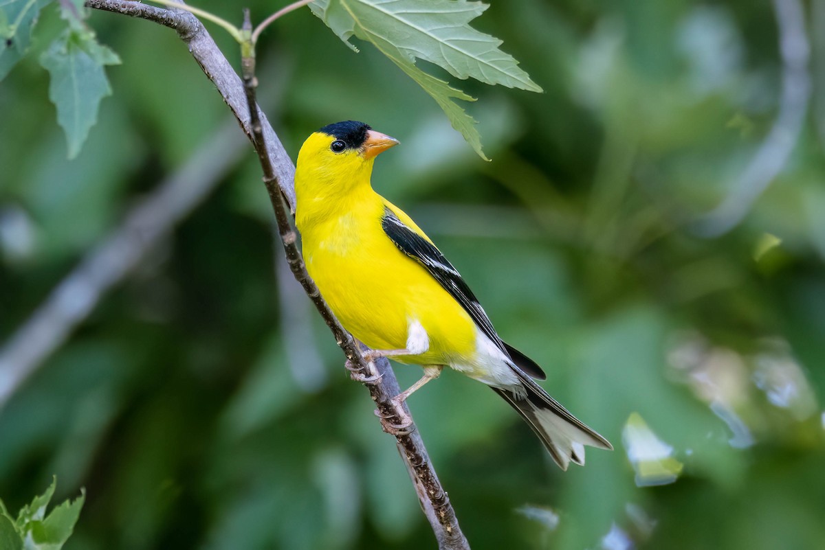 American Goldfinch - ML620868091