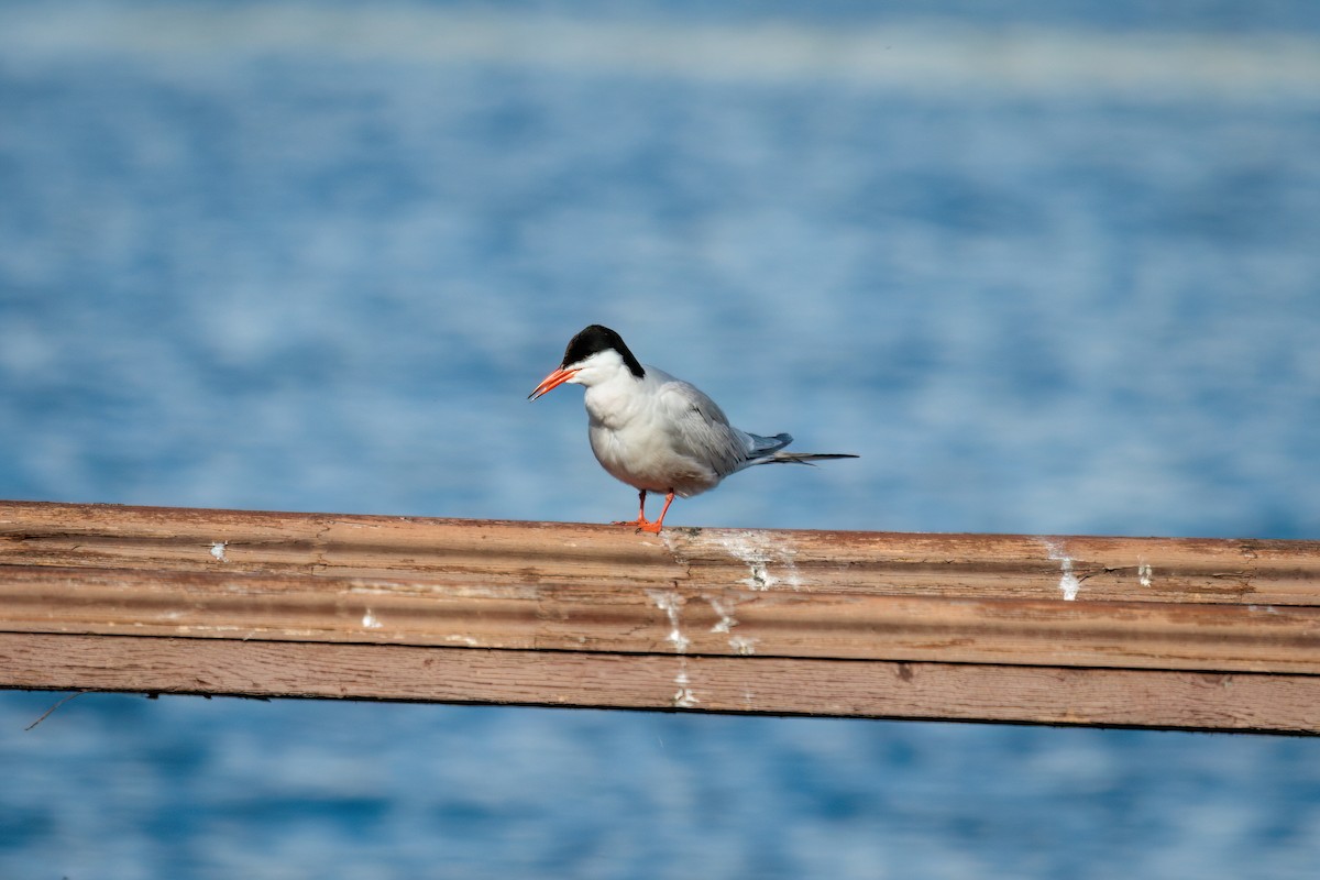 Common Tern - ML620868095